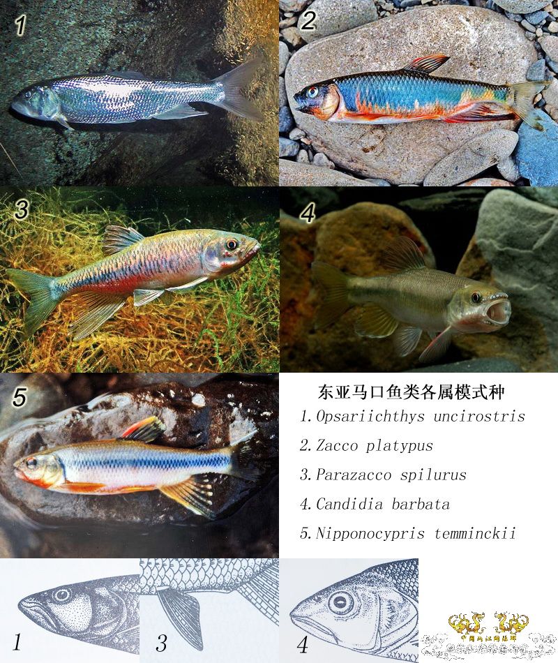 中国产东亚类群马口鱼类分类探讨(未完待续，欢迎参与讨论)
