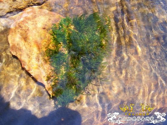 广东原生群8.16广东某地郊游野采过程(有艳遇)....多图