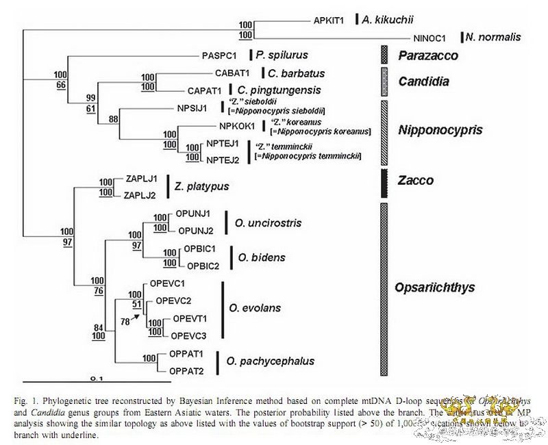中国产东亚类群马口鱼类分类探讨(未完待续，欢迎参与讨论)