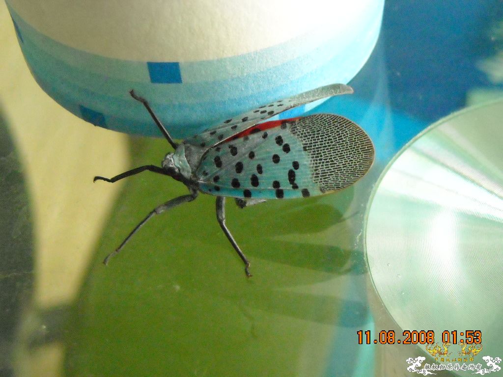 认虫