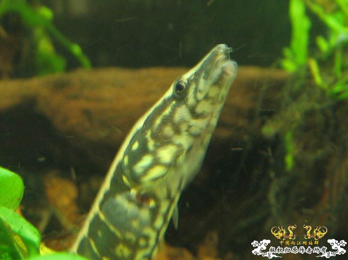 再来一组刺鳅【15P】