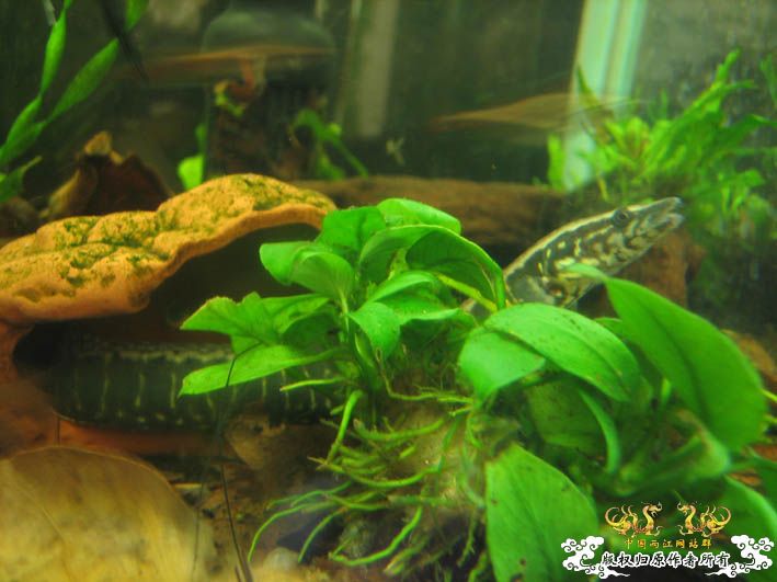 再来一组刺鳅【15P】