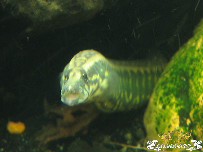 再来一组刺鳅【15P】