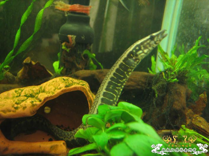 再来一组刺鳅【15P】