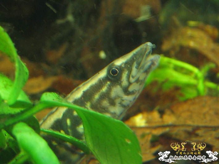 再来一组刺鳅【15P】