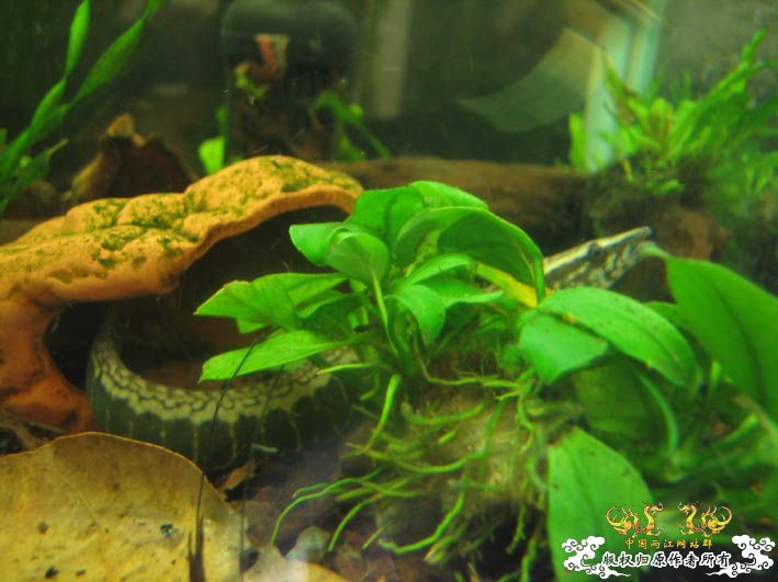 再来一组刺鳅【15P】