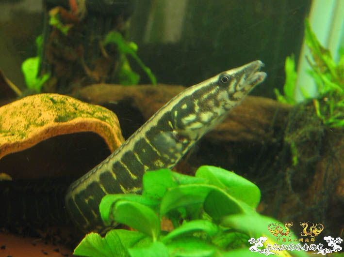 再来一组刺鳅【15P】