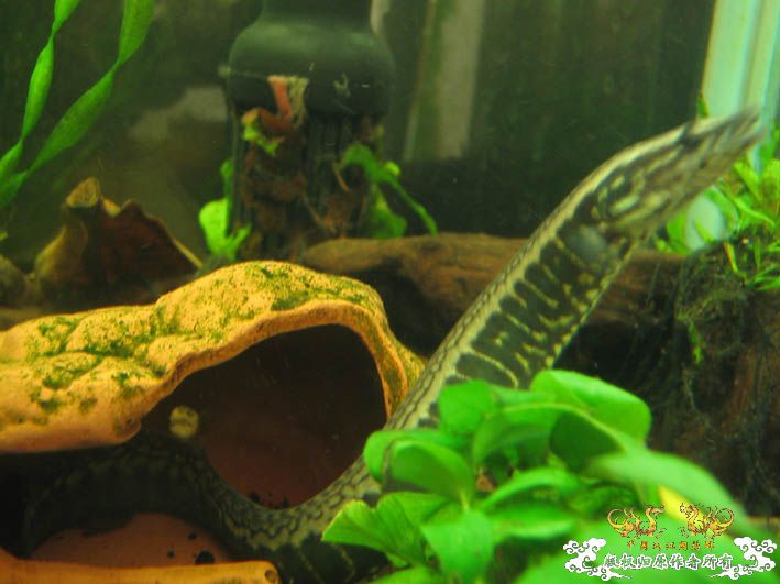 再来一组刺鳅【15P】