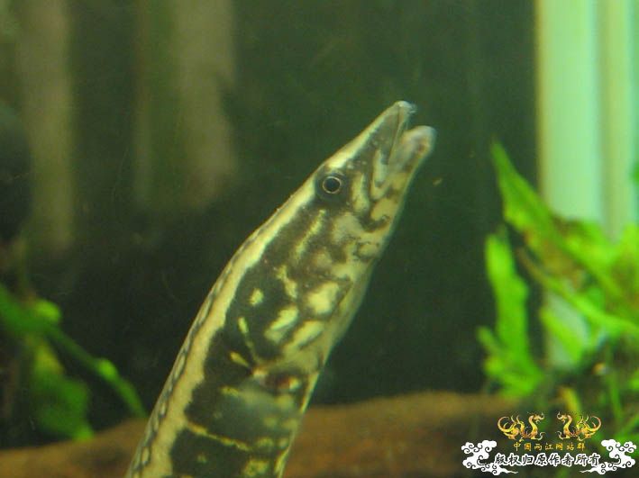 再来一组刺鳅【15P】