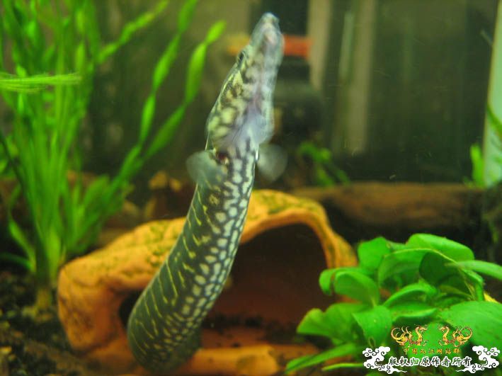 再来一组刺鳅【15P】