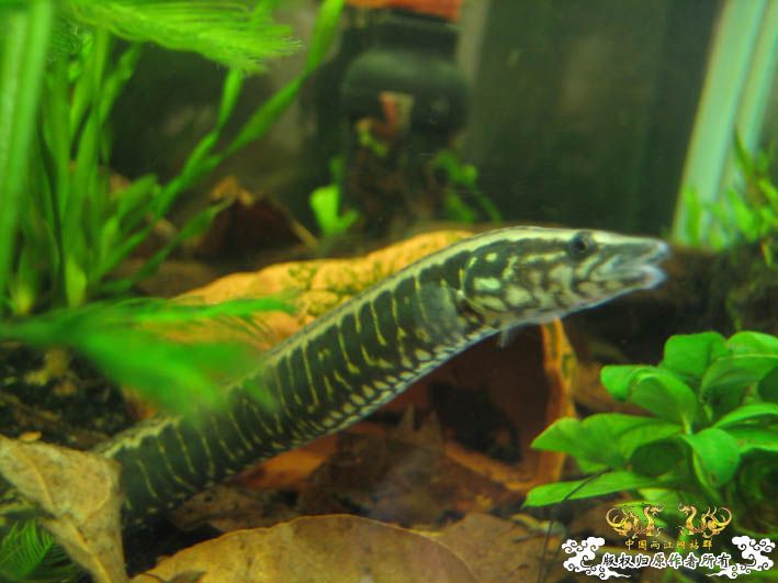 再来一组刺鳅【15P】