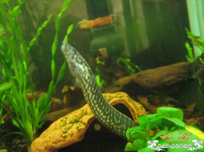 再来一组刺鳅【15P】