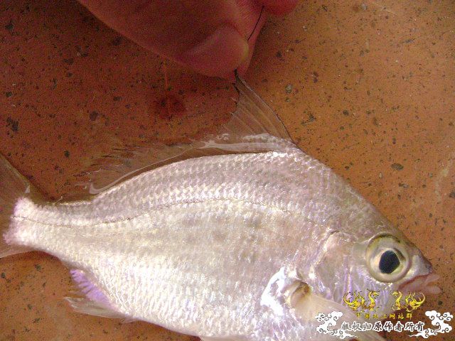 认鱼咯