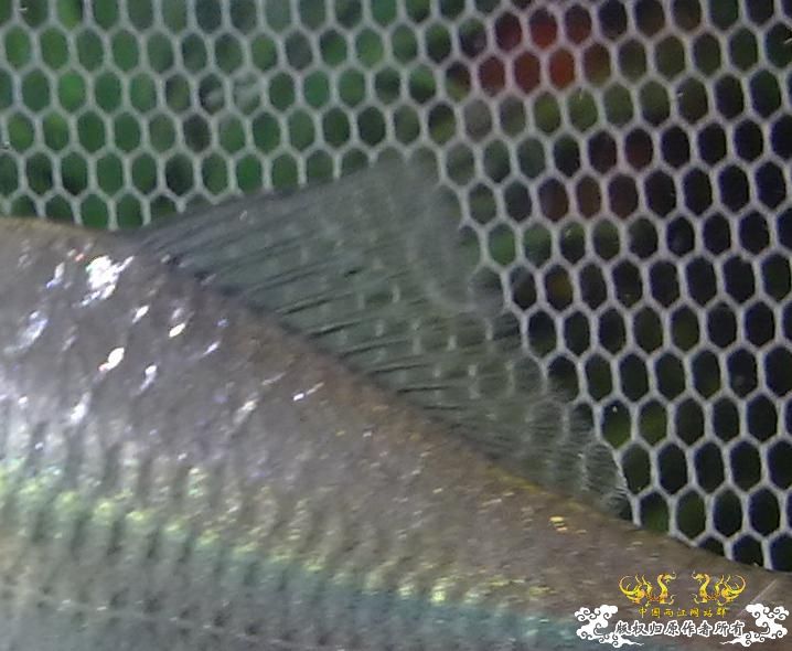 鱊求名