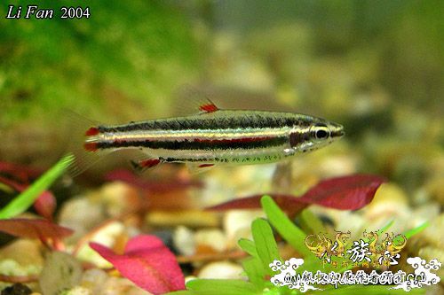 请教一个关于长麦穗的问题