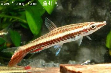 请教一个关于长麦穗的问题