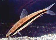 请教一个关于长麦穗的问题