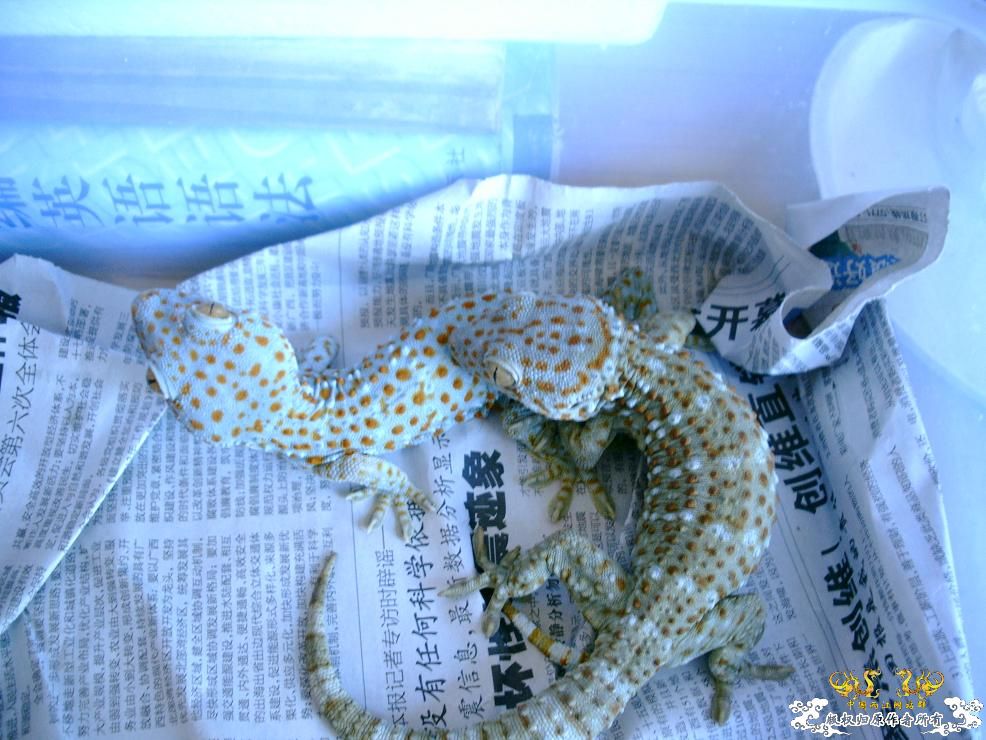我的蛤蚧新照