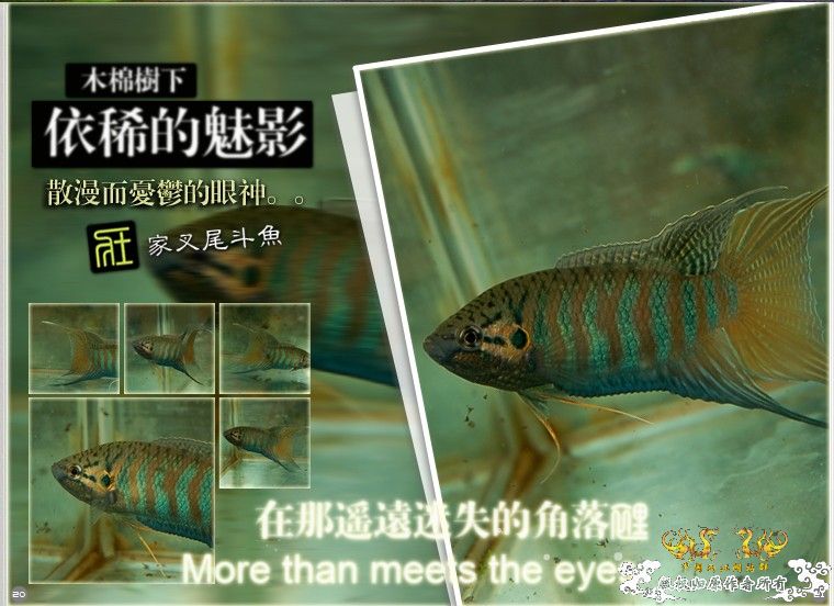 [公告]壮家大新叉赠送活动周即日起开展