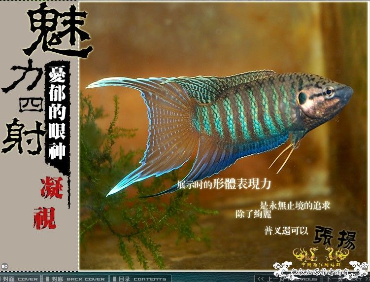 [公告]壮家大新叉赠送活动周即日起开展