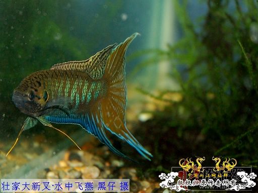 [公告]壮家大新叉赠送活动周即日起开展