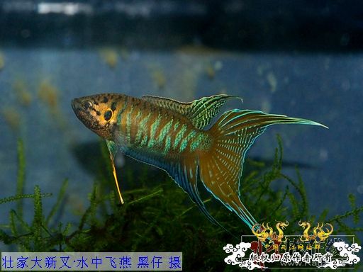 [公告]壮家大新叉赠送活动周即日起开展