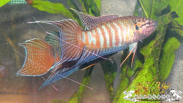 [公告]壮家大新叉赠送活动周即日起开展