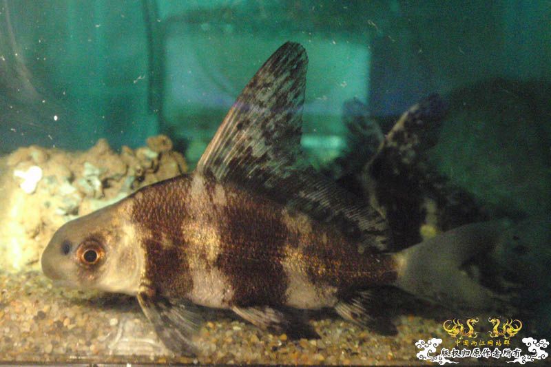 收藏的胭脂鱼原创图 [6P]