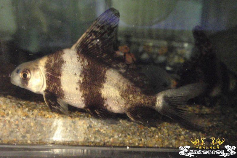 收藏的胭脂鱼原创图 [6P]