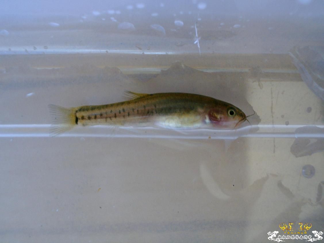 长须云南鳅Yunnanilus longibarbatus