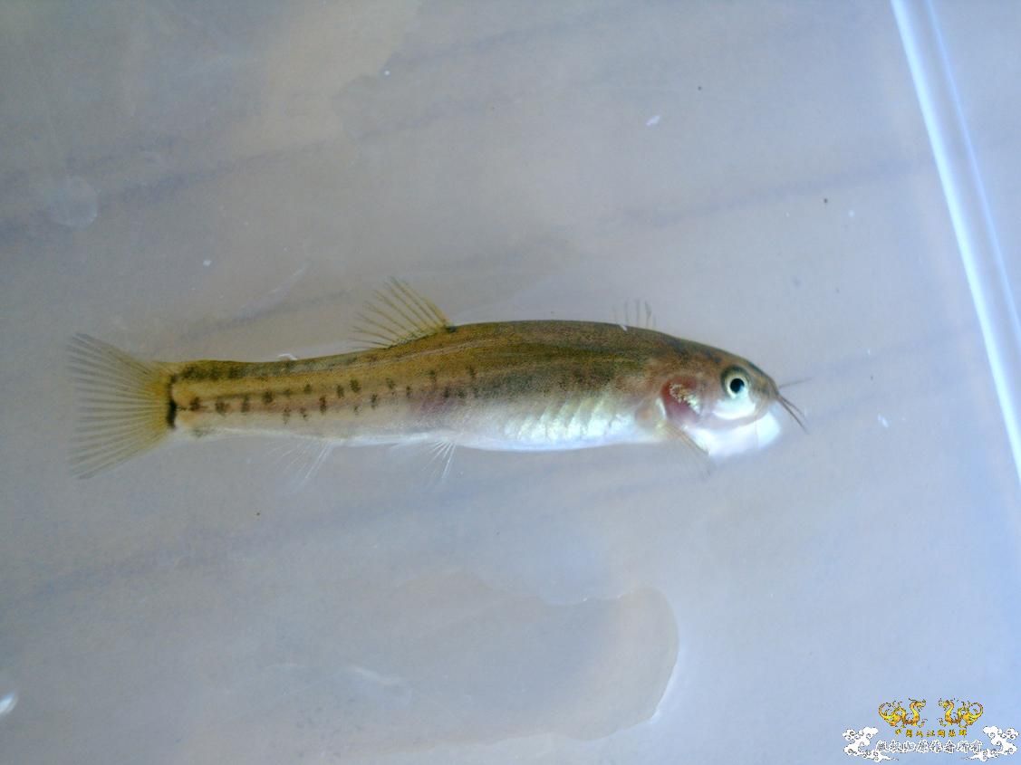 长须云南鳅Yunnanilus longibarbatus