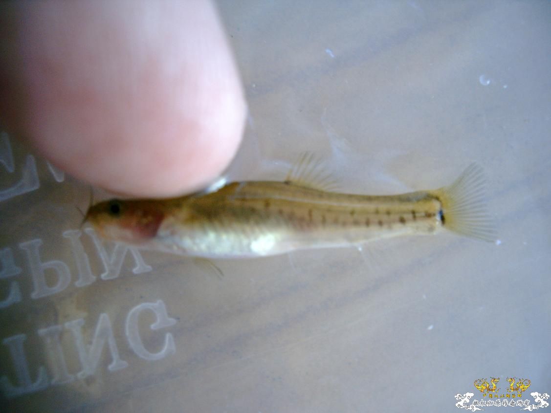 长须云南鳅Yunnanilus longibarbatus