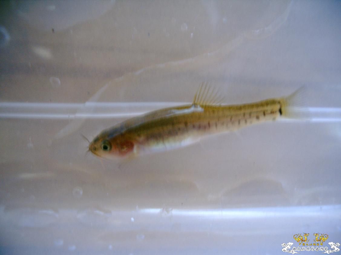 长须云南鳅Yunnanilus longibarbatus