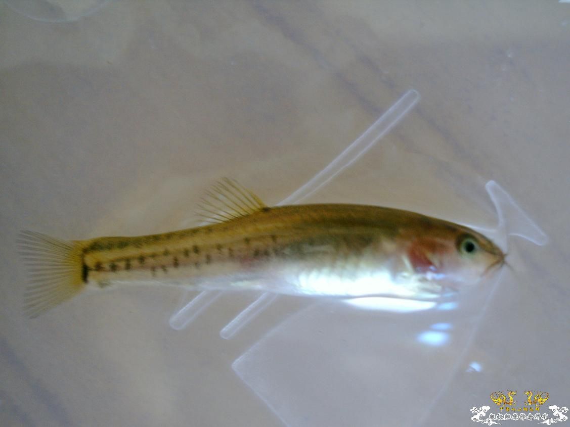 长须云南鳅Yunnanilus longibarbatus