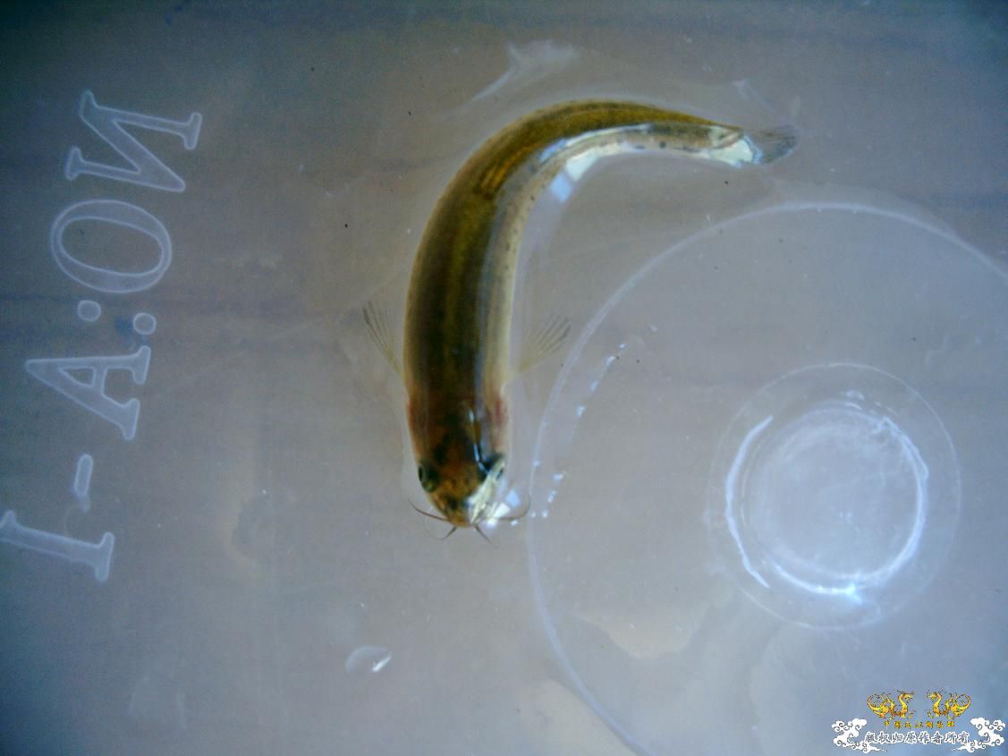 长须云南鳅Yunnanilus longibarbatus