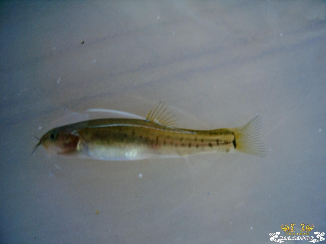 长须云南鳅Yunnanilus longibarbatus