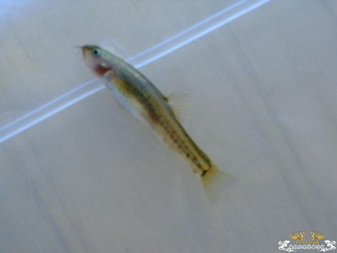 长须云南鳅Yunnanilus longibarbatus