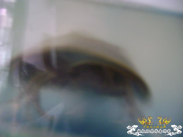 最近玩点海水的