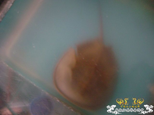 最近玩点海水的