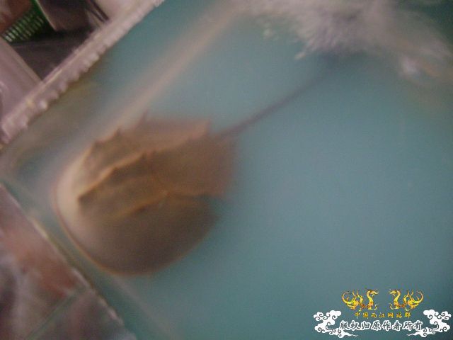 最近玩点海水的