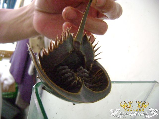 最近玩点海水的