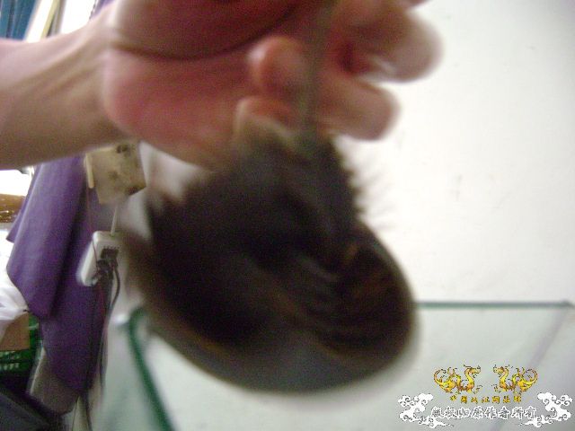 最近玩点海水的