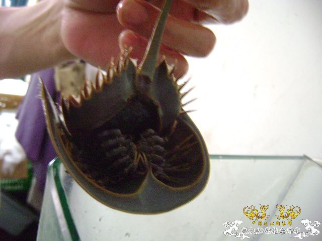 最近玩点海水的