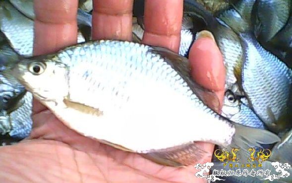 帮人求个名