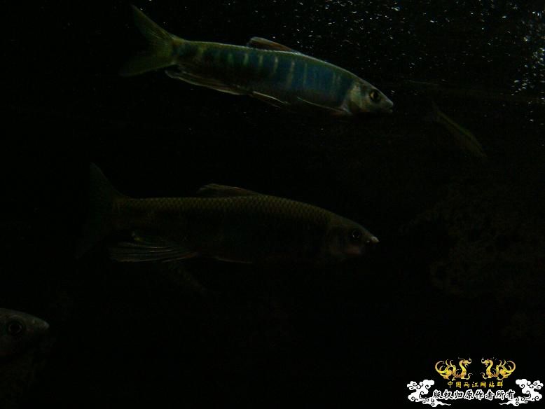 我家的宽鳍（平额、长鳍）