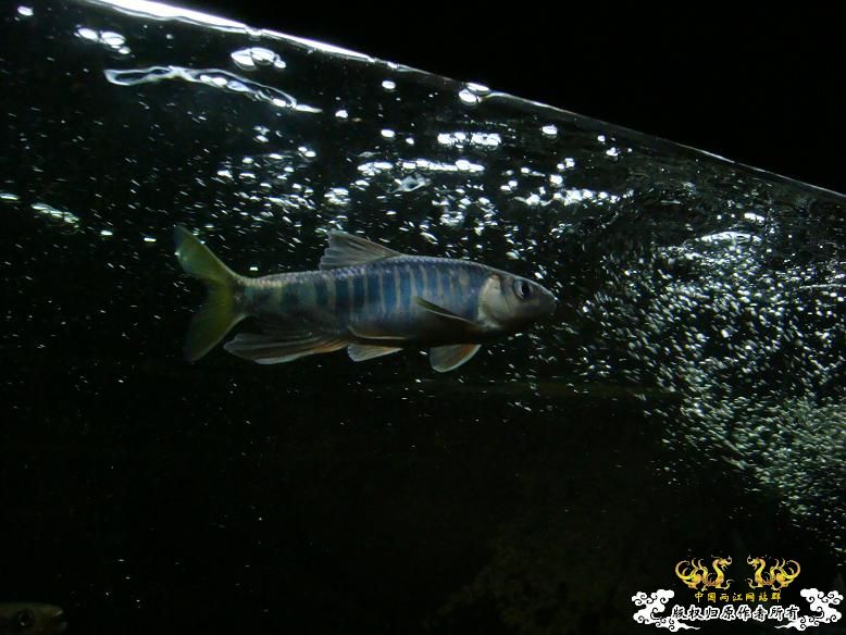 我家的宽鳍（平额、长鳍）