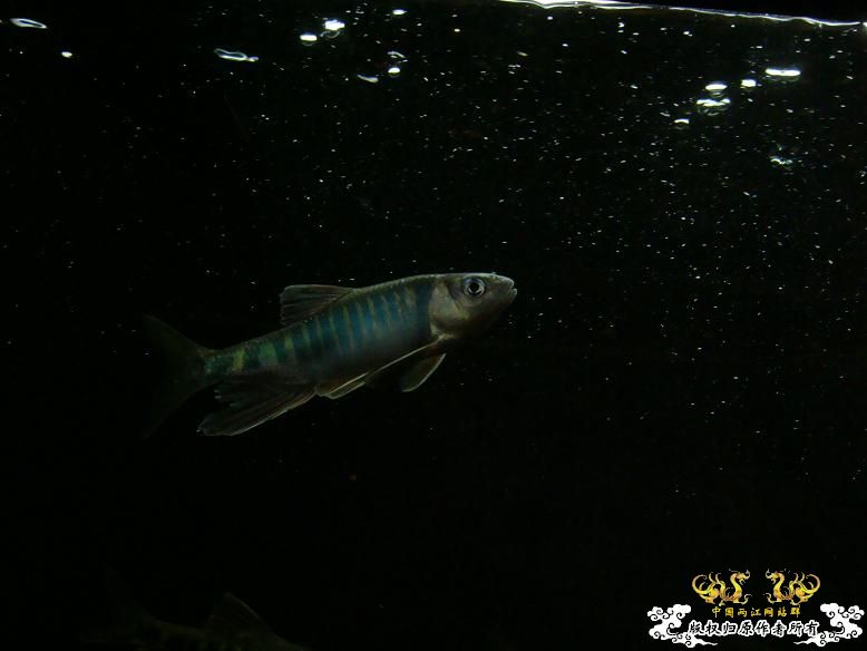 我家的宽鳍（平额、长鳍）