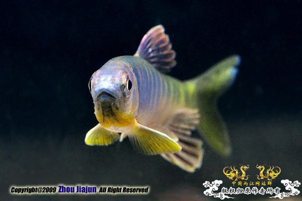Opsariichthys evolans   (Jordan & Evermann, 1902)