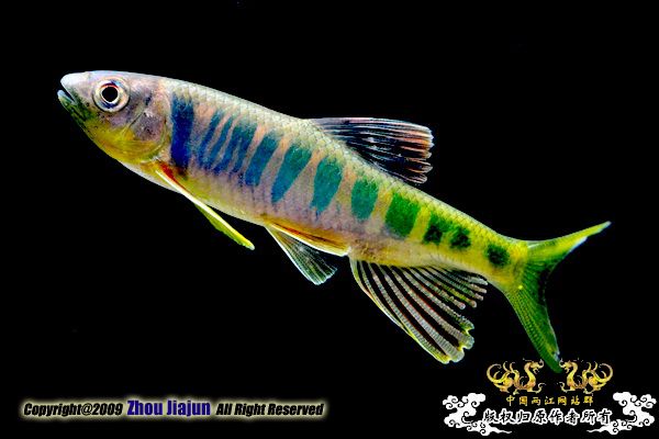 Opsariichthys evolans   (Jordan & Evermann, 1902)