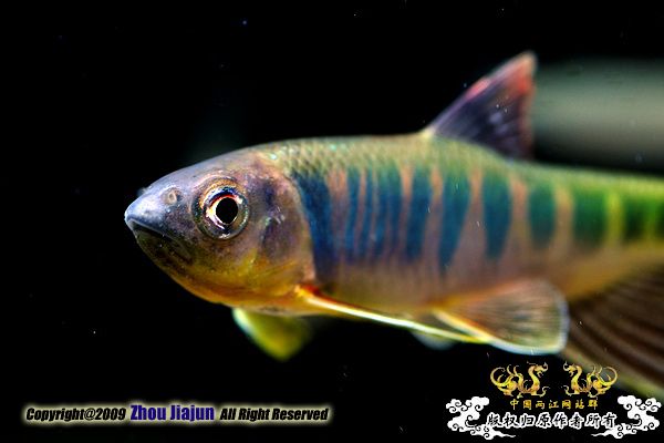 Opsariichthys evolans   (Jordan & Evermann, 1902)